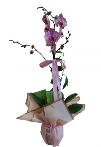 Phalaenopsis Orkide Çiçeği