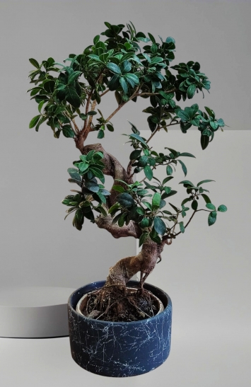 Jade Bonsai (Crassula Ovata)
