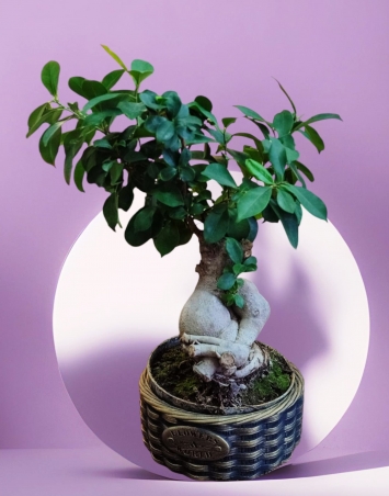 Bonsai Çiçeği Bonsai Ağacı