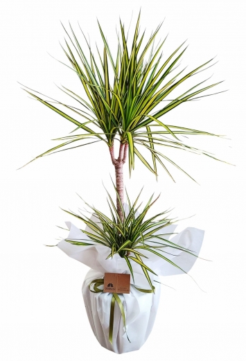 Dracaena Marginata