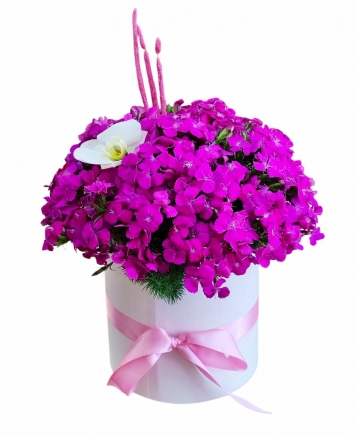 Fuşya Hüsnü Yusuf Çiçeği (Dianthus 'Fuchsia 