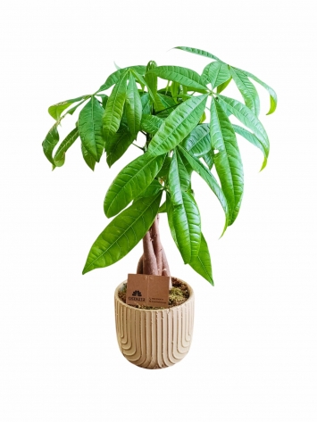 Örgülü Para Ağacı (Pachira Aquatica)