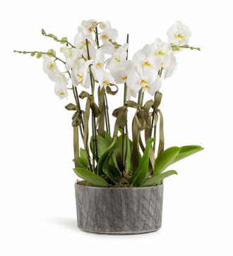 Sekiz Dal İthal Beyaz Orkide 