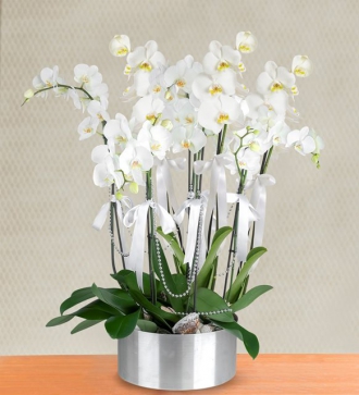 Beyaz Orkide Sekiz Dal