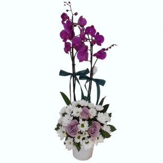 Mor Orkide Tanzim Mis Kokulu Lilyum ve Beyaz Güller