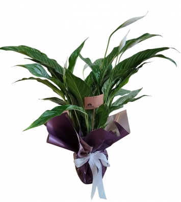 Spathiphyllum (Yelken çiçeği) 